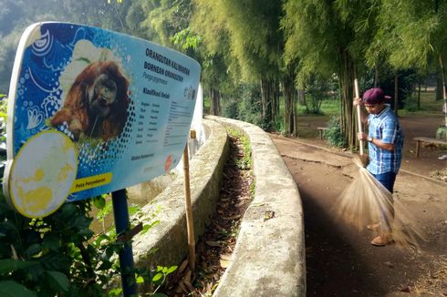 Pelempar Rokok ke Orangutan Disanksi Jadi Petugas Kebersihan