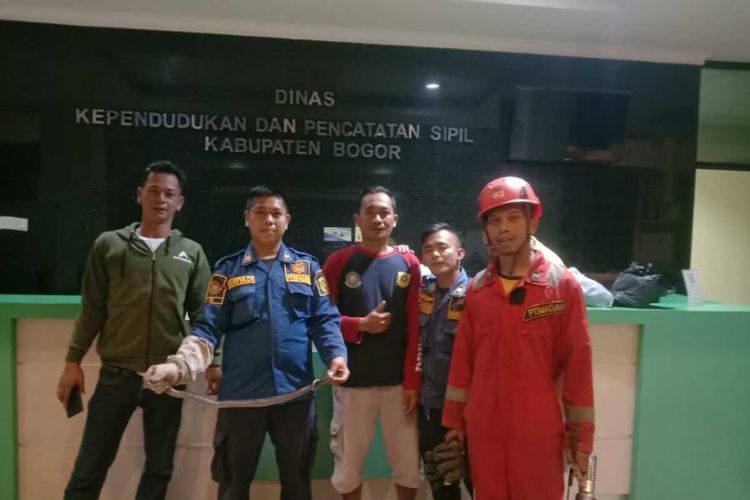 Petugas Damkar mengevakuasi ular kobra di kantor Dinas Kependudukan dan Catatan Sipil (Disdukcapil), Jalan Tegar Beriman, Kelurahan Pakansari, Kecamatan Cibinong, Kabupaten Bogor, Jawa Barat, Senin (10/1/2022).