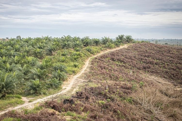 Ada beberapa perusahaan sawit terbesar di Indonesia. Indonesia Jadi Negada Penghasil Kelapa Sawit Terbesar di Dunia, Episentrum Produksi di Pulau Sumatera