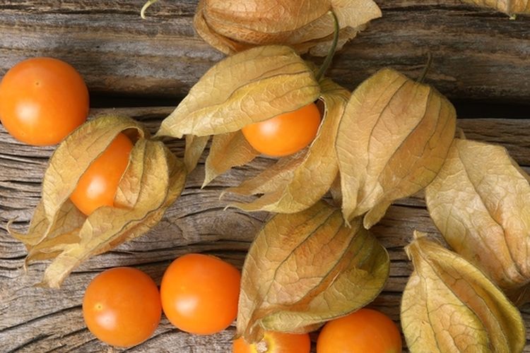 Ilustrasi buah ciplukan.