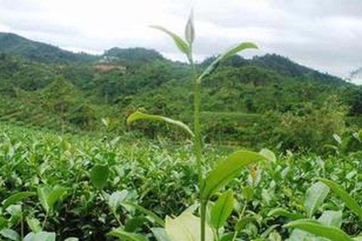 Pucuk dan dua daun teh.