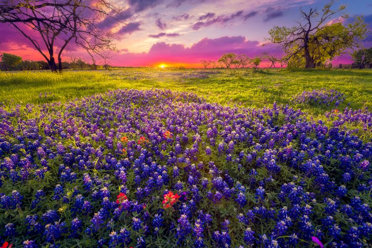 Bunga mekar di Texas Hills Country