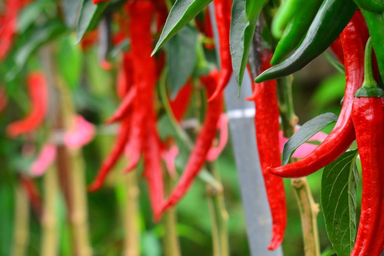 Ilustrasi tanaman cabai, tanaman cabai merah. 