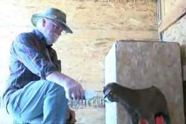Doug Casto sedang menyusui anak kambing peliharaannya.  