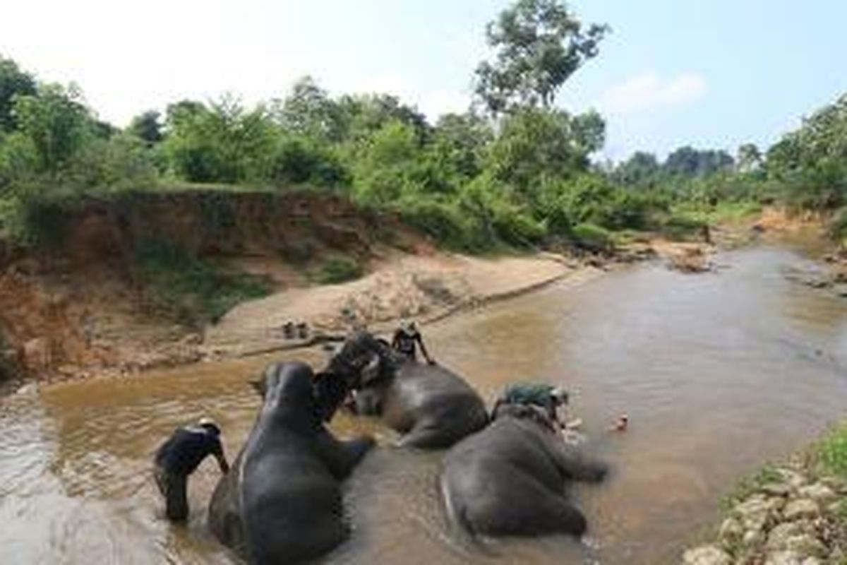 Mahot memandikan gajah jinak di kawasan Trumon Wildlife Corridor atau yang dahulu disebut Conservation Response Unit Trumon, Kabupaten Aceh Selatan, Rabu (18/3/2015). Gajah itu di antaranya digunakan  untuk patroli mengusir pembalak liar dan pemburu ilegal.