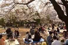 Tak Hanya Jepang, Ini 7 Lokasi Terbaik Melihat Bunga Sakura Tahun 2024