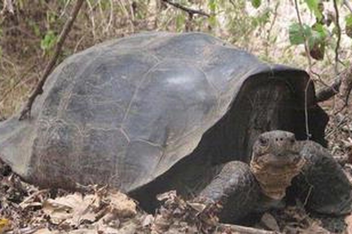 Kura-kura blasteran keturunan dari C. becki dan C. elephantopus, yang sudah dianggap punah. 
