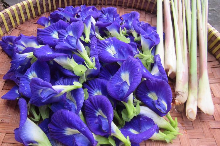 Ilustrasi bunga telang. 