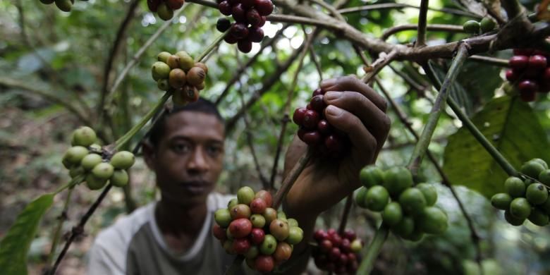 Ilustrasi petani kopi