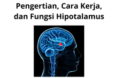 Pengertian, Cara Kerja, dan Fungsi Hipotalamus