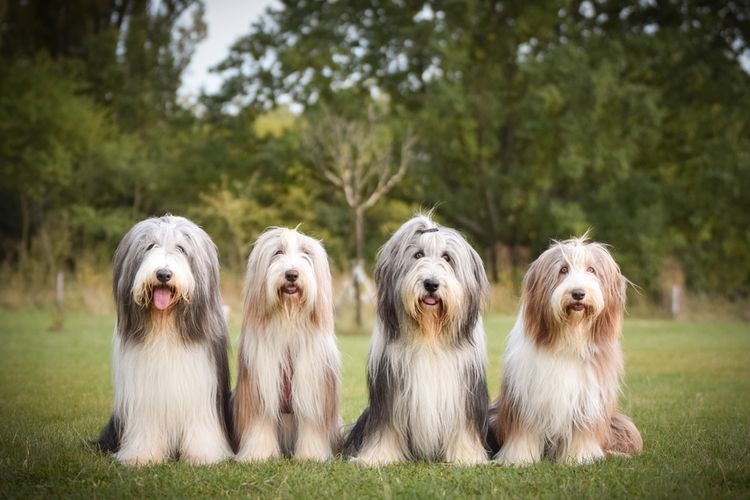 Ilustrasi anjing Bearded collies. 