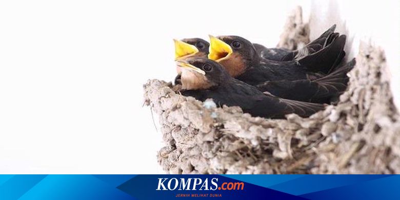 Harga Sarang Burung Walet Anjlok