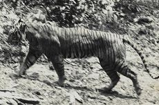 Temuan DNA Harimau Jawa, Mengapa Belum Ditemukan Bukti Foto?