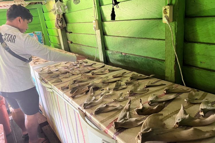Puluhan sirip dan ekor ikan pari kering diamankan Polisi di salah satu TPI di Bulungan Kaltara