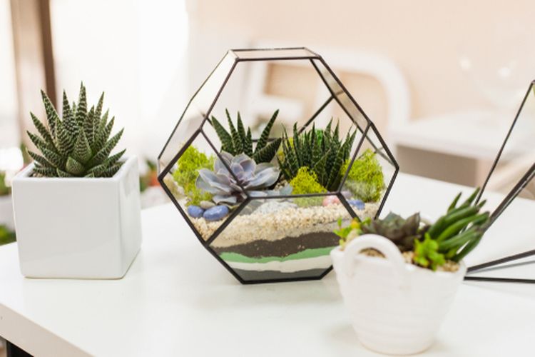 Ilustrasi tanaman terarium