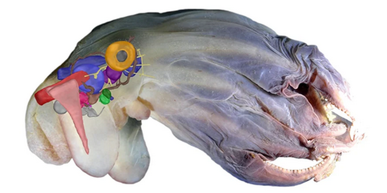 Spesies baru gurita dumbo dengan model 3D organnya. 