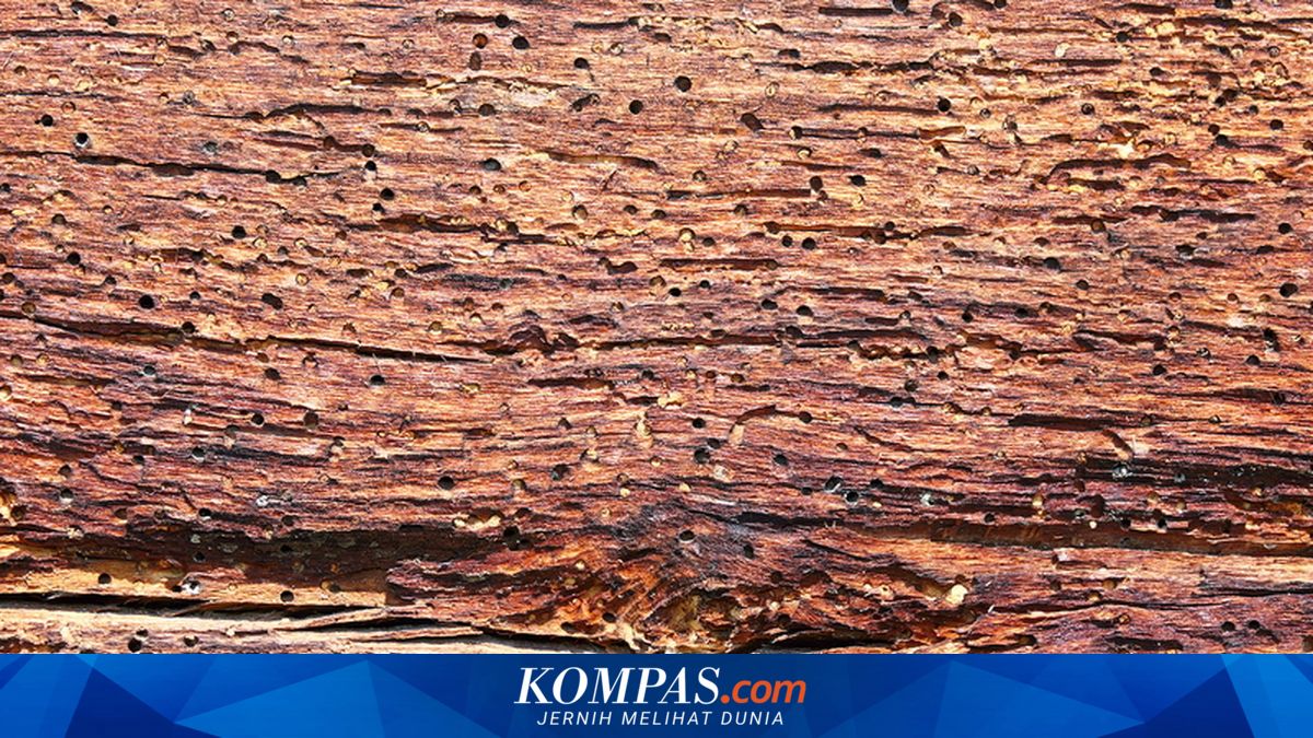 Mengenal Kumbang Bubuk Kayu yang Merusak Furnitur dan Cara Membasminya
