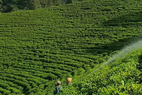 Perkebunan Teh Sirah Kencong di Blitar: Daya Tarik, Harga Tiket, dan Rute