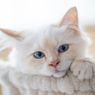 Kucing Mengedipkan Mata Perlahan, Apa Maksudnya?