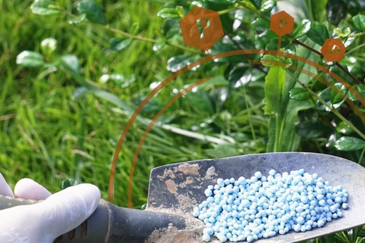 Ilustrasi memberi pupuk pada tanaman.