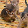 5 Ras Kucing Paling Pintar di Dunia