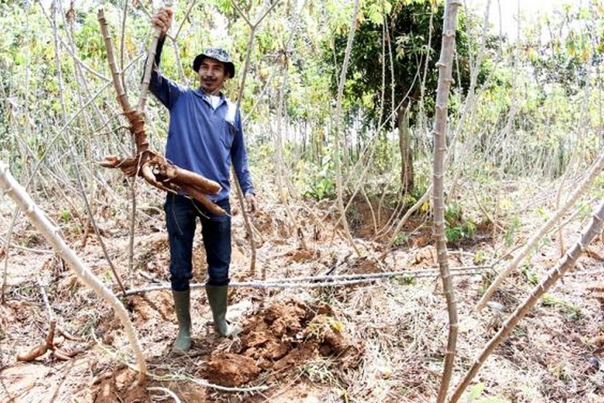 Tukin dan hasil panennya (singkong).