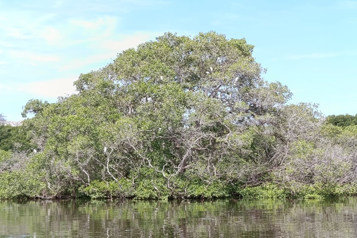 Salah satu tanaman mangrove di Pulau Serangan, Bali, Jumat (5/12/2025).