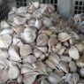 Realisasi Wajib Tanam Bawang Putih 2020 Baru 30 Persen 