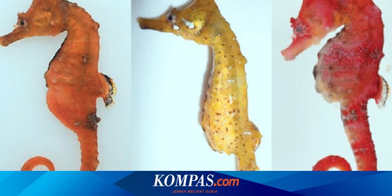 Ada Spesies Kuda Laut Baru Dari Korea Begini Rupanya