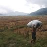 Saat Petani Padi Berebut Jadi Buruh Angkut untuk Mencukupi Kebutuhan...