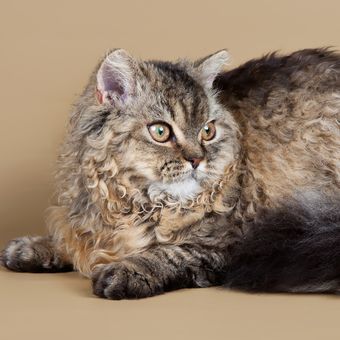 Ilustrasi kucing ras Selkirk Rex.