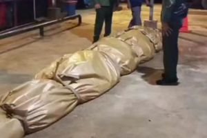 Bangkai Buaya 585 Kg Dikirim dari Riau ke Jakarta, Isi Perutnya Mengejutkan