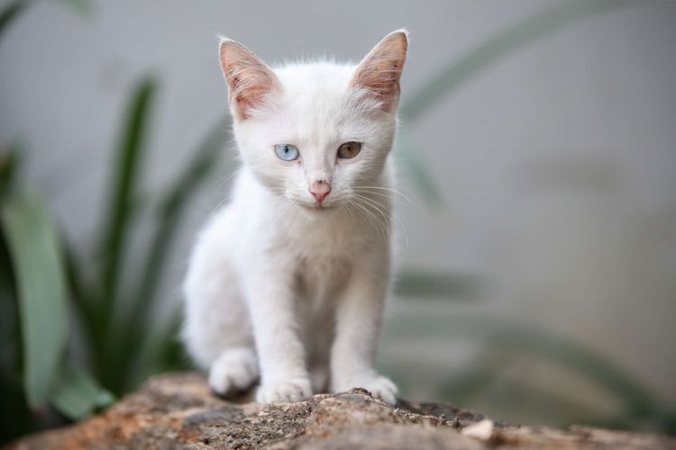 Kucing dengan mata odd (odd eye) terlihat di Depok, Selasa (5/6/2018). Ciri khas kucing odd eye adalah pada warna matanya yang berbeda, satu matanya berwarna biru sedangkan sebelah matanya yang lain berwarna hijau, kuning atau cokelat.