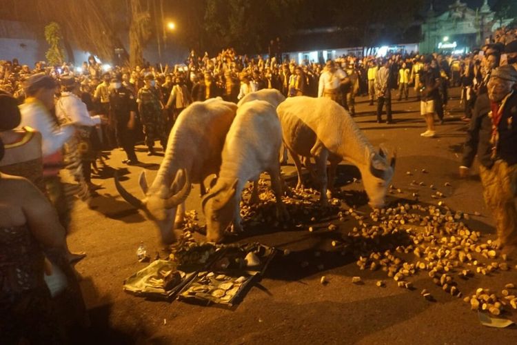 Sebanyak empat ekor kerbau bule dikeluarkan untuk mengiringi pusaka dalam kirab malam 1 Suro di Keraton Solo, Jawa Tengah, Sabtu (30/7/2022) dini hari.