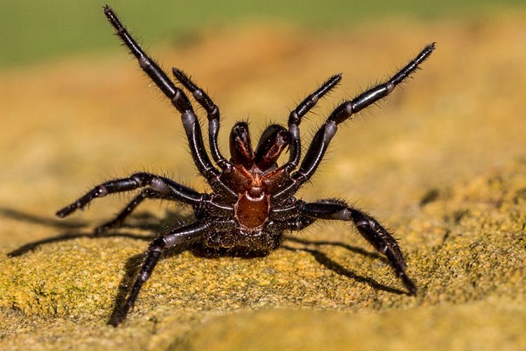 Laba-laba Jaring Corong Sydney (Sydney funnel web).