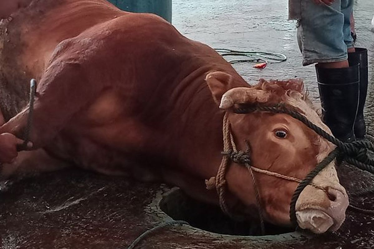Ilustrasi sapi akan disembelih. Kronologi kejadian sapi lepas terjadi di ruas Jalan Tol Jakarta-Cikampek KM 18 pada Kamis, 20 Februari 2025 pagi. 

