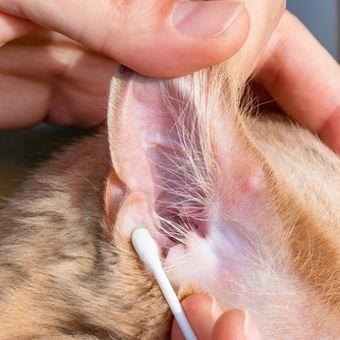 ilustrasi membersihkan telinga kucing bagian luar