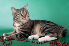 6 Fakta Menarik Kucing American Bobtail, Berekor Pendek yang Penyayang