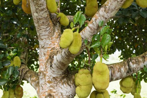 Simak, Cara Merawat Pohon Nangka agar Cepat Berbuah