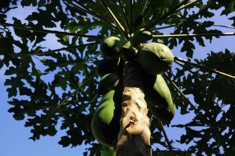 Ilustrasi pohon pepaya california.