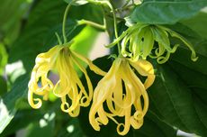 Detik-detik Tabrakan Beruntun Trailer di Jakut Berujung Sopir Bajaj Terjepit