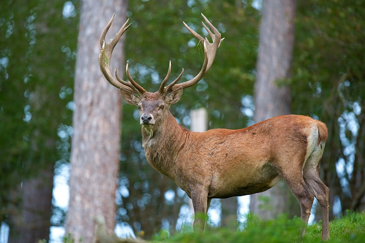 Rusa Maerah, salah satu fauna mayoritas di Inggris 