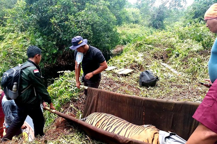 Petugas BBKSDA Riau mengevakuasi seekor harimau sumatera dipikul dengan tandu sambil memberikan infus, Minggu (24/3/2019). Harimau ini ditemukan terjerat di kawasan hutan di Desa Sangar, Kecamatan Teluk Meranti, Kabupaten Pelalawan, Riau. 