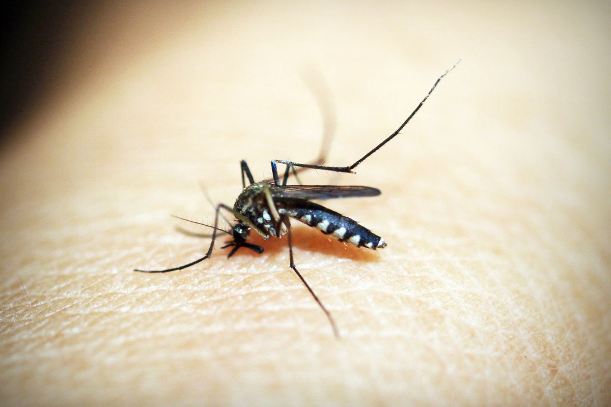 Anda bisa menggunakan bahan-bahan alami untuk mencegah dan mengatasi sensasi akibat gigitan serangga.