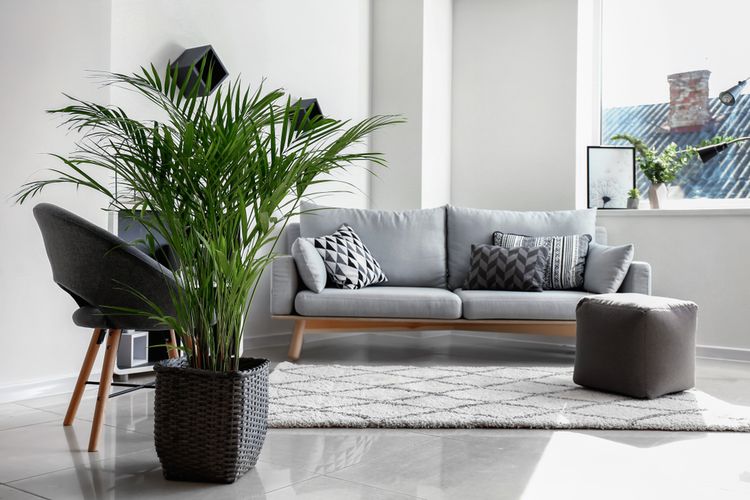 Ilustrasi tanaman hias areca palm atau palem kuning di dalam rumah. 