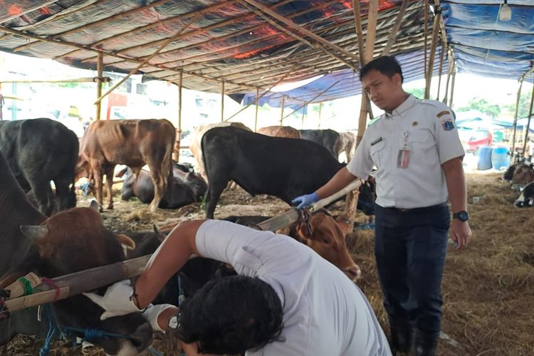 Jelang Idul Adha, 3.310 Hewan Kurban di Jakut Diperiksa Kesehatannya