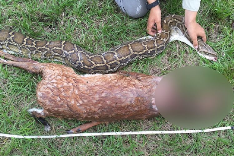 Seekor ular piton di Florida memangsa rusa yang lebih besar darinya