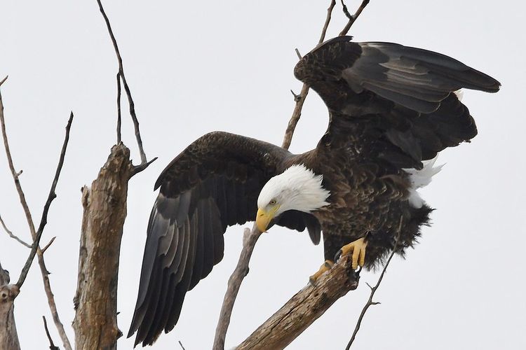 Elang Botak Tunjukkan Superioritasnya, Serang dan Jatuhkan Drone