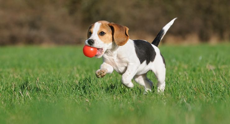 Anjing Bisa “Mengerti” Cara Kerja Mainan, Mirip Bayi Manusia