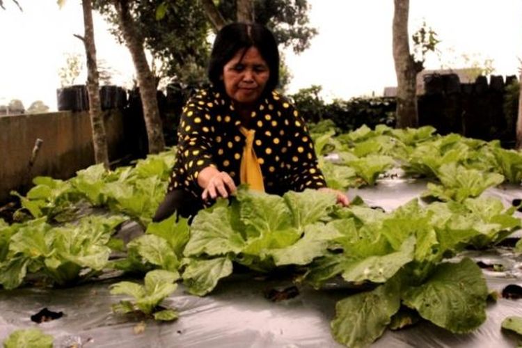 Srini Maria Margaretha, merawat tanaman sayur dan buah organik di pekarangan rumahnya di Dusun Ringin, Desa Sengi, Kecamatan Dukun Kabupaten Magelang, Jawa Tengah.